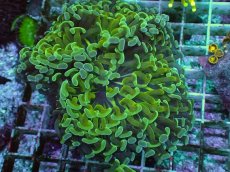 画像1: No.92　ナガレハナサンゴ　ツートン (1)