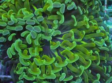 画像2: No.92　ナガレハナサンゴ　ツートン (2)