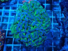 画像1: No.93　ナガレハナサンゴ　ツートン (1)