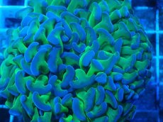 画像2: No.93　ナガレハナサンゴ　ツートン (2)