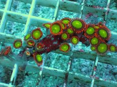 画像1: No.1 マメスナギンチャク　スペシャル個体 (1)