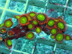 画像2: No.1 マメスナギンチャク　スペシャル個体 (2)