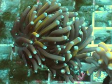 画像1: No.1 ミニゴールドトーチ (1)