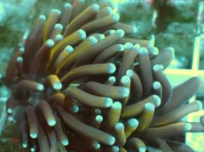 画像2: No.1 ミニゴールドトーチ (2)