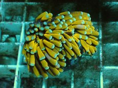 画像1: No.3 ミニゴールドトーチ (1)