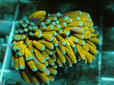 画像2: No.3 ミニゴールドトーチ (2)