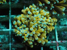 画像1: No.4 ミニゴールドトーチ (1)