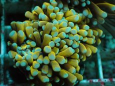 画像2: No.4 ミニゴールドトーチ (2)