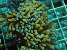 画像1: No.5 ミニゴールドトーチ (1)