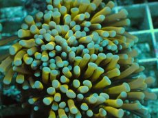 画像2: No.5 ミニゴールドトーチ (2)