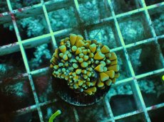 画像1: No.6 ミニゴールドトーチ (1)