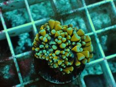 画像2: No.6 ミニゴールドトーチ (2)