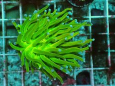 画像1: No.7 Holy grail Torch ホーリーグレイル HGトーチ (1)