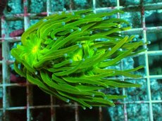 画像1: No.8 Holy grail Torch ホーリーグレイル HGトーチ (1)