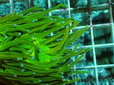 画像2: No.8 Holy grail Torch ホーリーグレイル HGトーチ (2)