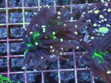 画像1: No.9 ブラックトーチ　ジョーカー  １ヘッド付き １個　　【人気No.1】 (1)