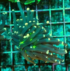 画像1: No.10 ブラックトーチ　ジョーカー ２ヘッド付き １個　　【人気No.1】 (1)