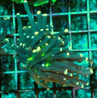 フラワーコーラルを買うならアクアスタイルユー｜大阪からサンゴを全国