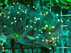 画像2: No.10 ブラックトーチ　ジョーカー ２ヘッド付き １個　　【人気No.1】 (2)