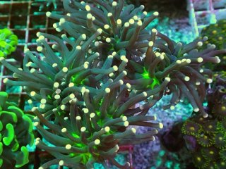 No.47 オオバナサンゴ マルチカラーを買うならアクアスタイルユー 大阪