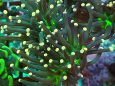 画像2: No.11 ブラックトーチ　ジョーカー (2)