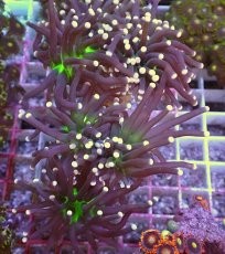 画像1: No.12 ブラックトーチ　ジョーカー (1)