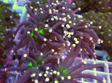 画像2: No.12 ブラックトーチ　ジョーカー (2)