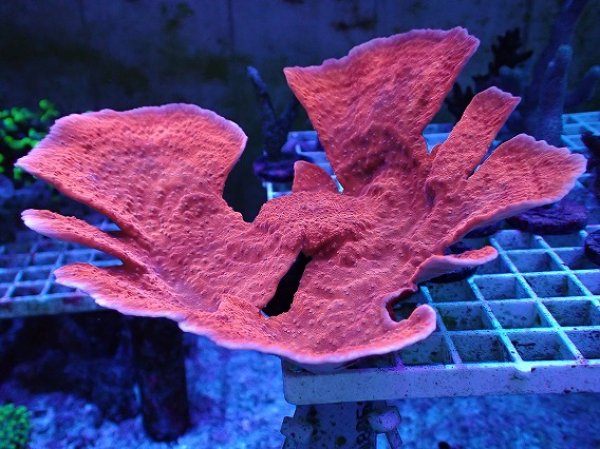 No.7 CE Monti Cap Grafted Sunfire SPS ハードコーラル サンゴ