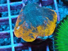 画像1: No.3 UCA産Echinophyllia sp　フラグ (1)