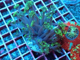 No.10 アザミハナガタサンゴ マルチカラーを買うならアクア