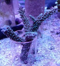 画像1: No.1 トゲスギノキミドリイシ ブルー (1)