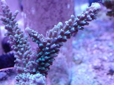 画像2: No.1 トゲスギノキミドリイシ ブルー (2)