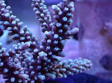 画像2: No.2 トゲスギノキミドリイシ カラー (2)