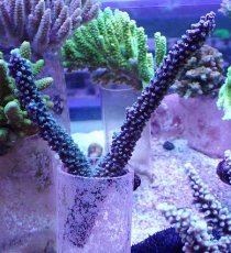 画像1: No.3 トゲスギノキミドリイシ ブルー (1)