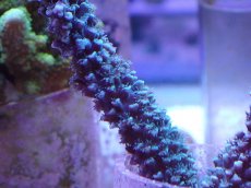 画像2: No.3 トゲスギノキミドリイシ ブルー (2)