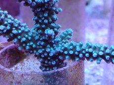 画像2: No.4 トゲスギノキミドリイシ ブルー (2)