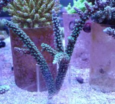 画像1: No.5 トゲスギノキミドリイシ ブルーグリーン (1)