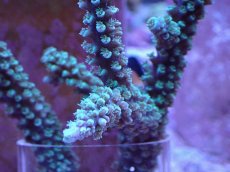 画像2: No.5 トゲスギノキミドリイシ ブルーグリーン (2)