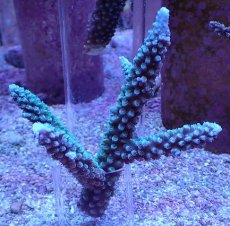 画像1: No.6 トゲスギノキミドリイシ ブルー (1)