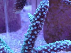 画像2: No.6 トゲスギノキミドリイシ ブルー (2)