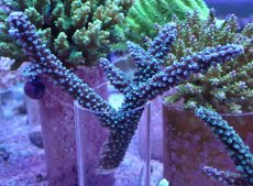 画像1: No.7 トゲスギノキミドリイシ ブルー (1)