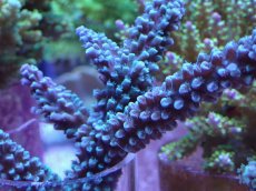 画像2: No.7 トゲスギノキミドリイシ ブルー (2)