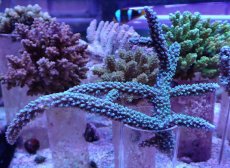 画像1: No.8 トゲスギノキミドリイシ ブルー (1)