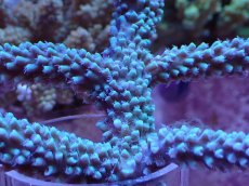 画像2: No.8 トゲスギノキミドリイシ ブルー (2)