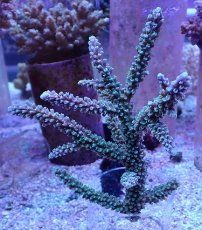 画像1: No.9 トゲスギノキミドリイシ ブルーグリーン (1)