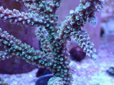 画像2: No.9 トゲスギノキミドリイシ ブルーグリーン (2)