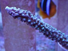 画像2: No.10 トゲスギノキミドリイシ ブルー (2)