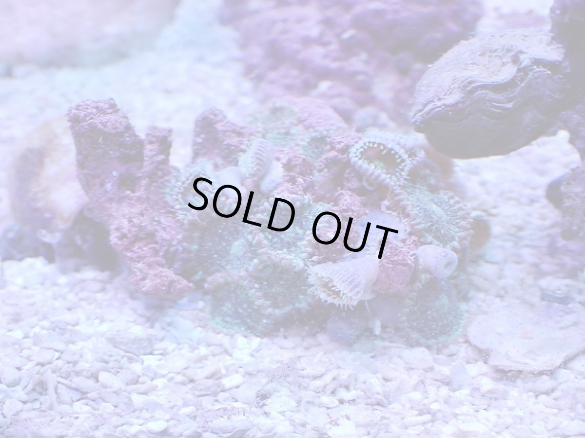 画像1: No.1 フィジー産 マメスナギンチャクsp (1)