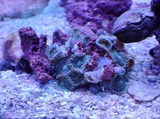 画像1: No.1 フィジー産 マメスナギンチャクsp (1)