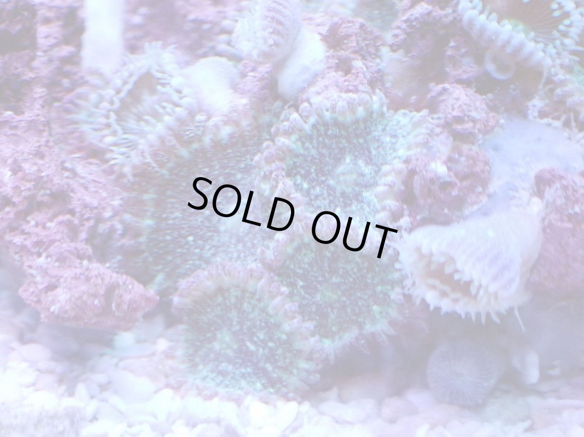 画像2: No.1 フィジー産 マメスナギンチャクsp (2)